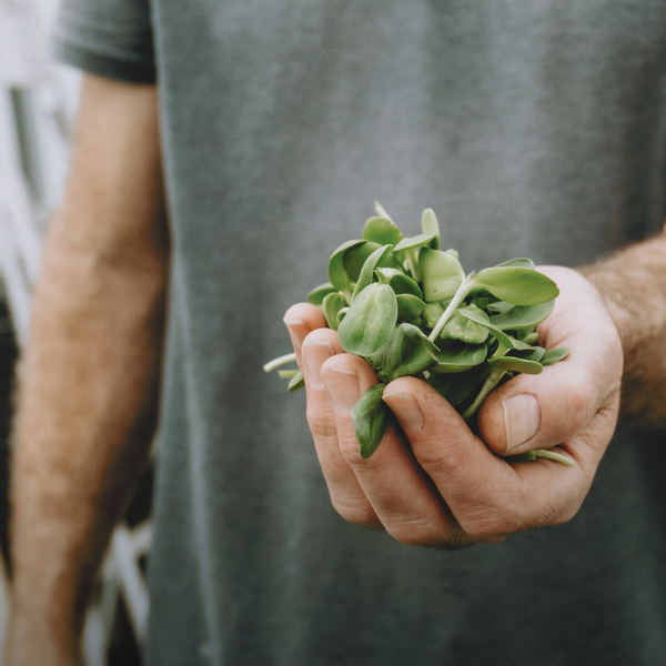 Indoor Growing Guide
