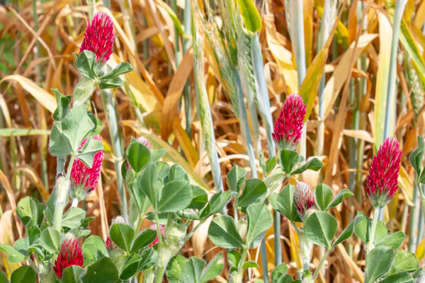 Crop Planning Tool